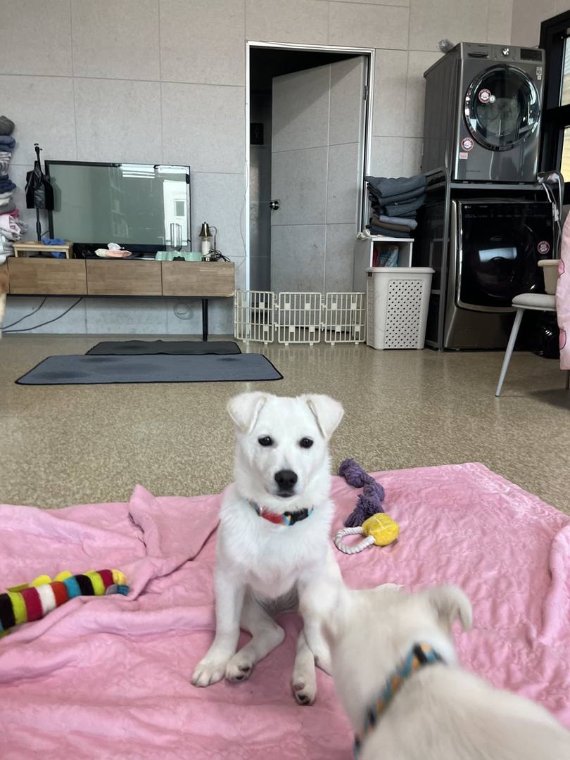 두식