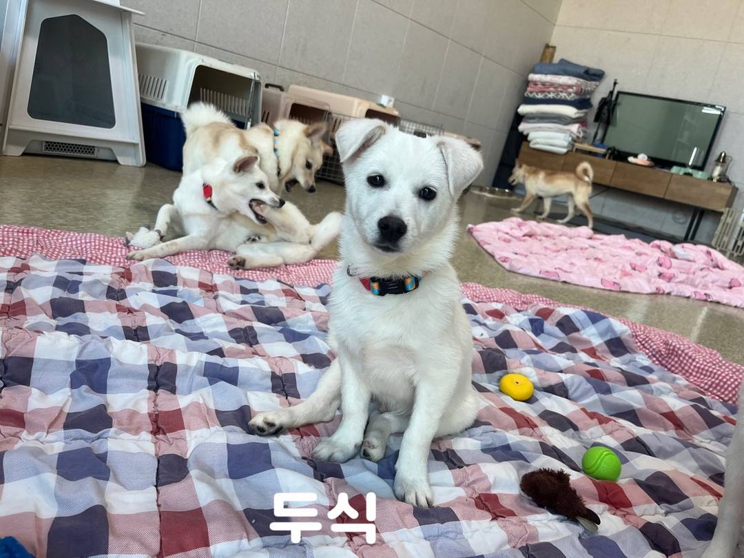 두식