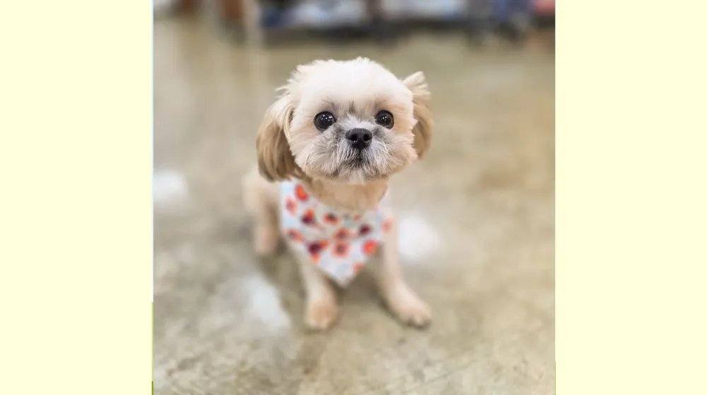 화성) 뽀둥