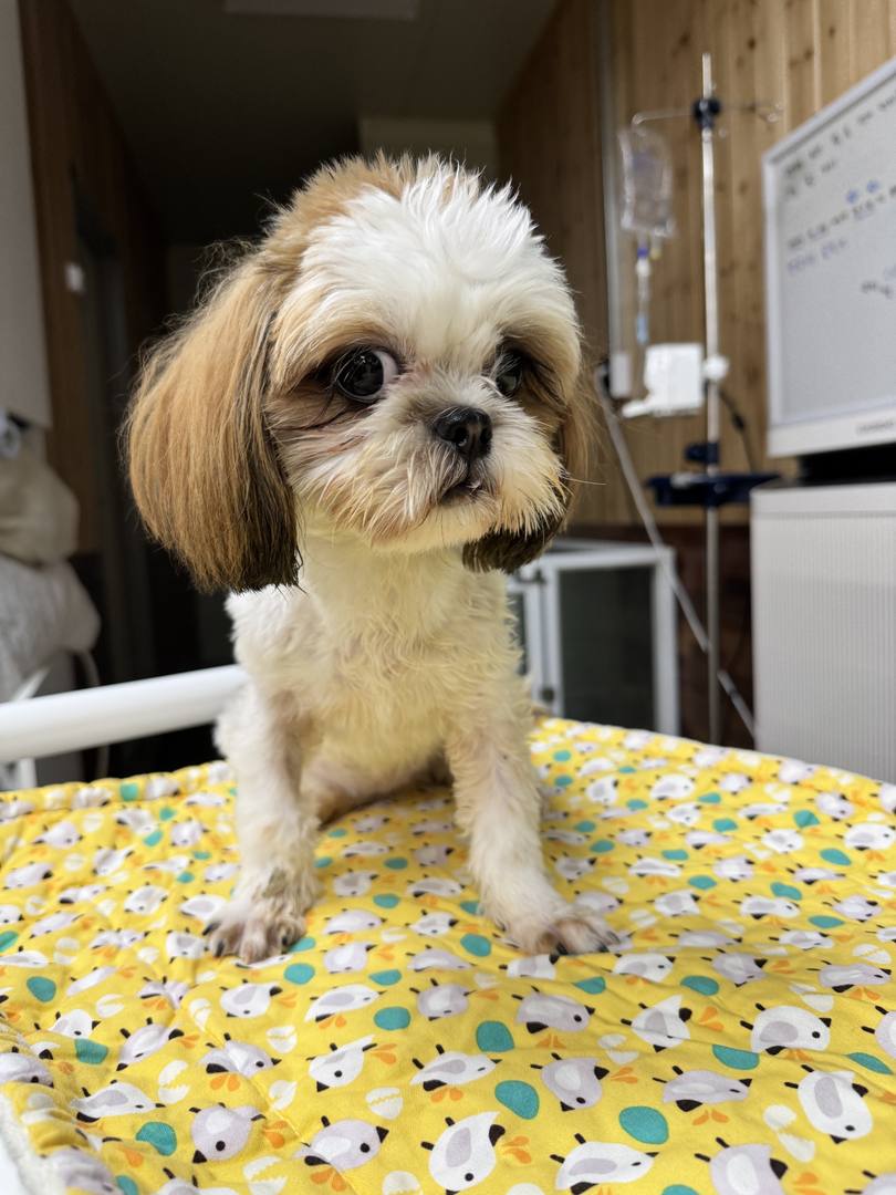 모닝