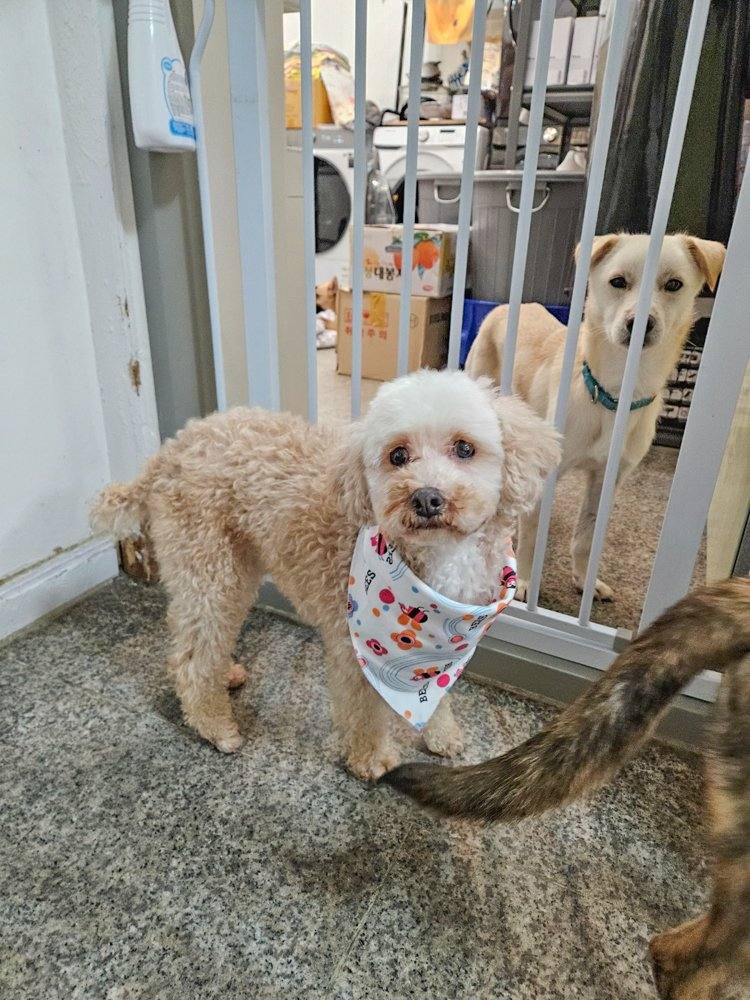 밍키