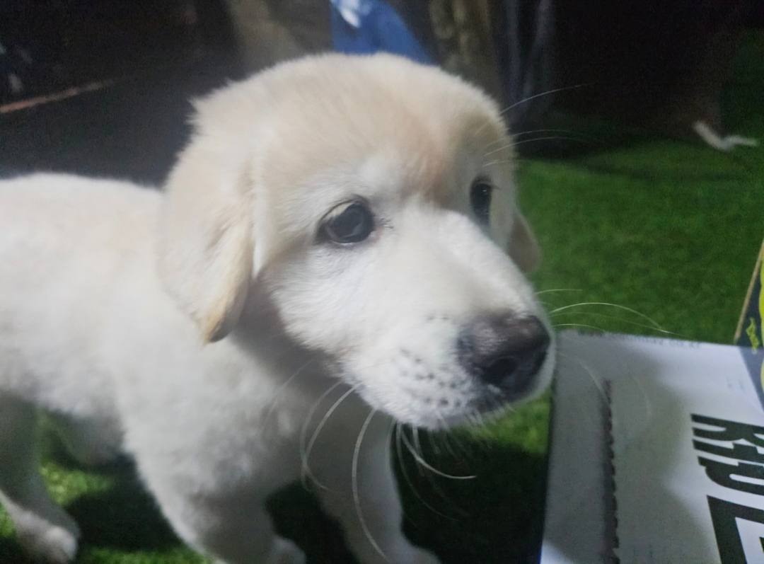 Yeongseok (Dali's baby)