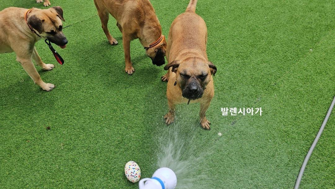 발렌시아가