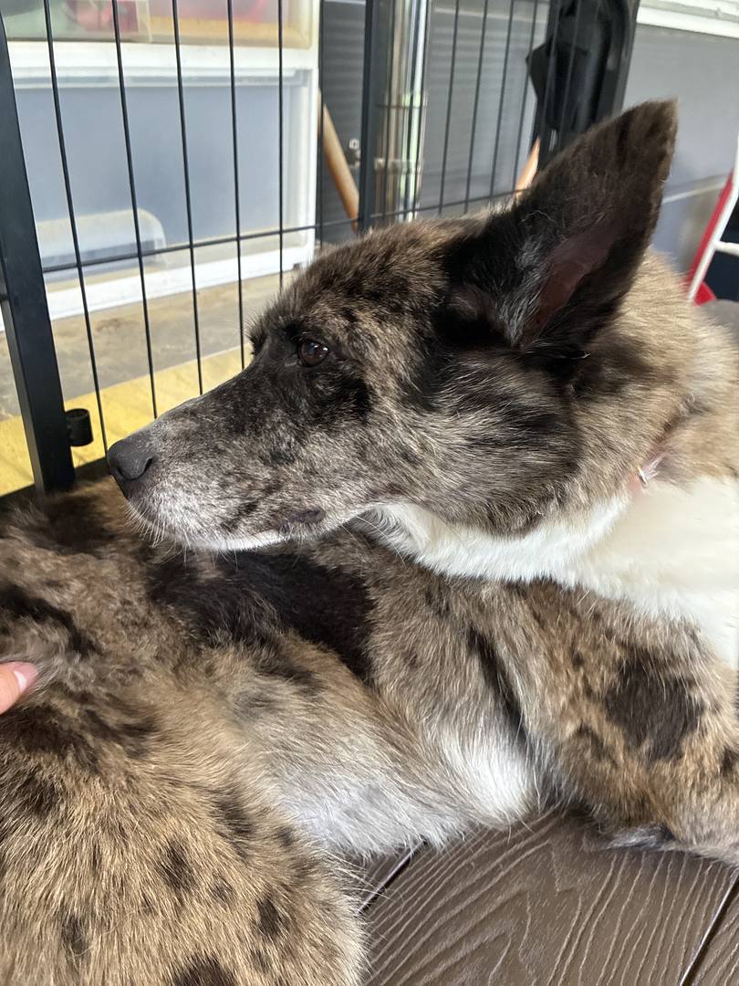 모카