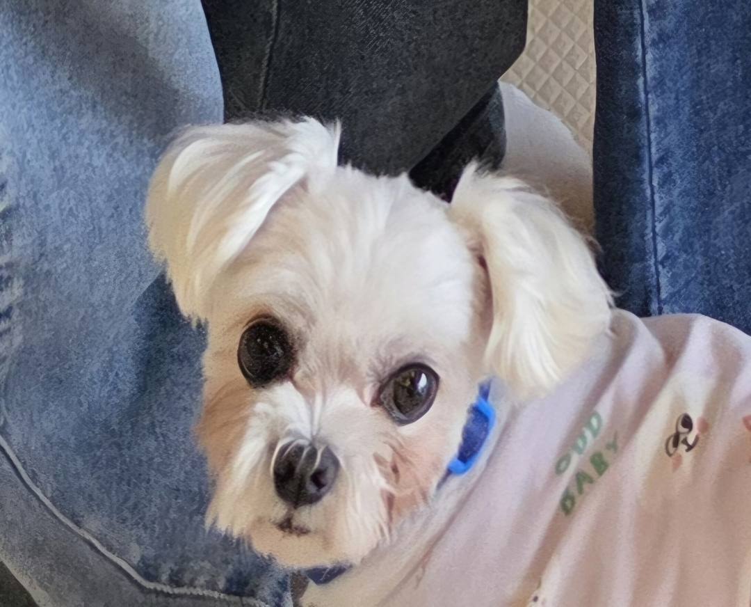체리