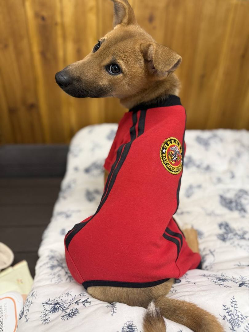 펄럭이
