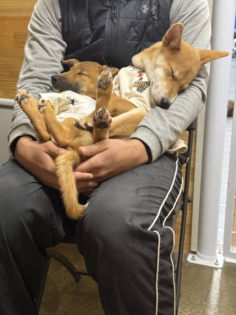 펄럭이