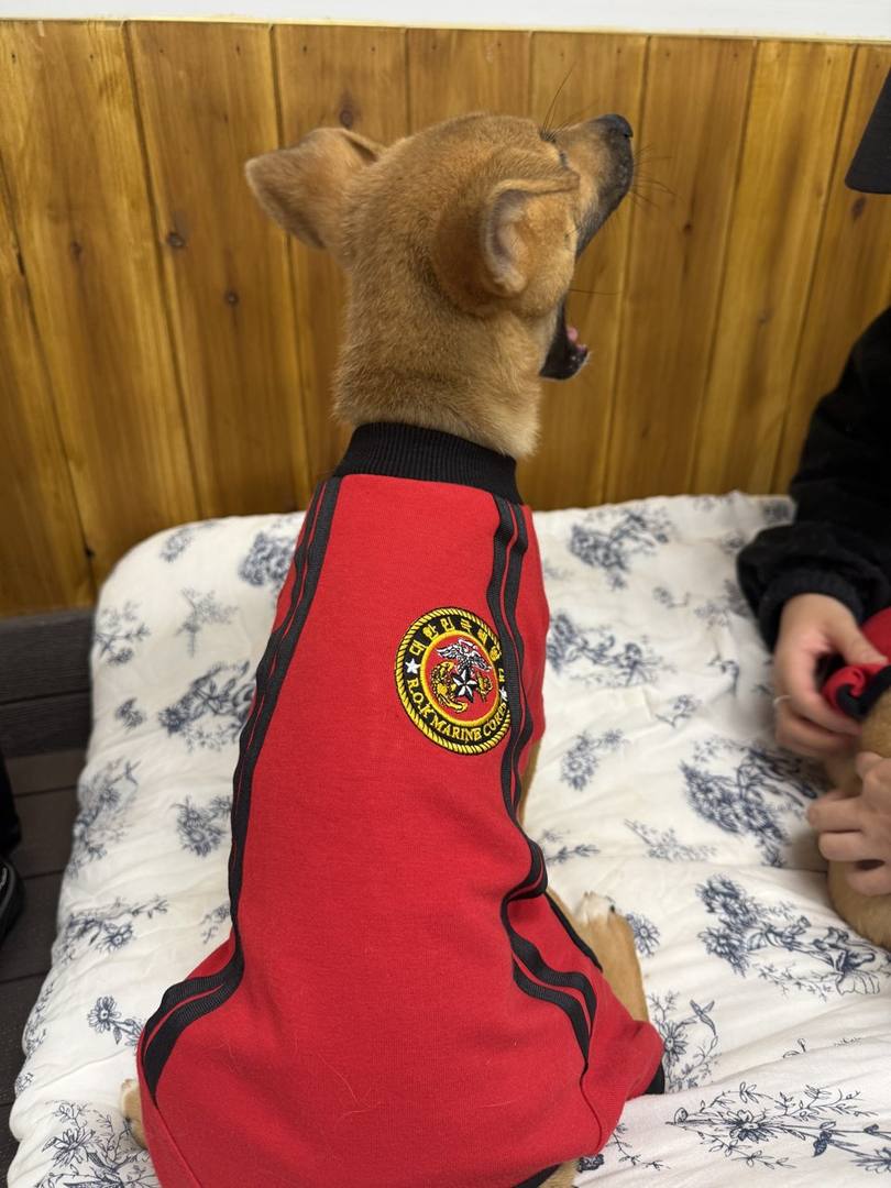 펄럭이