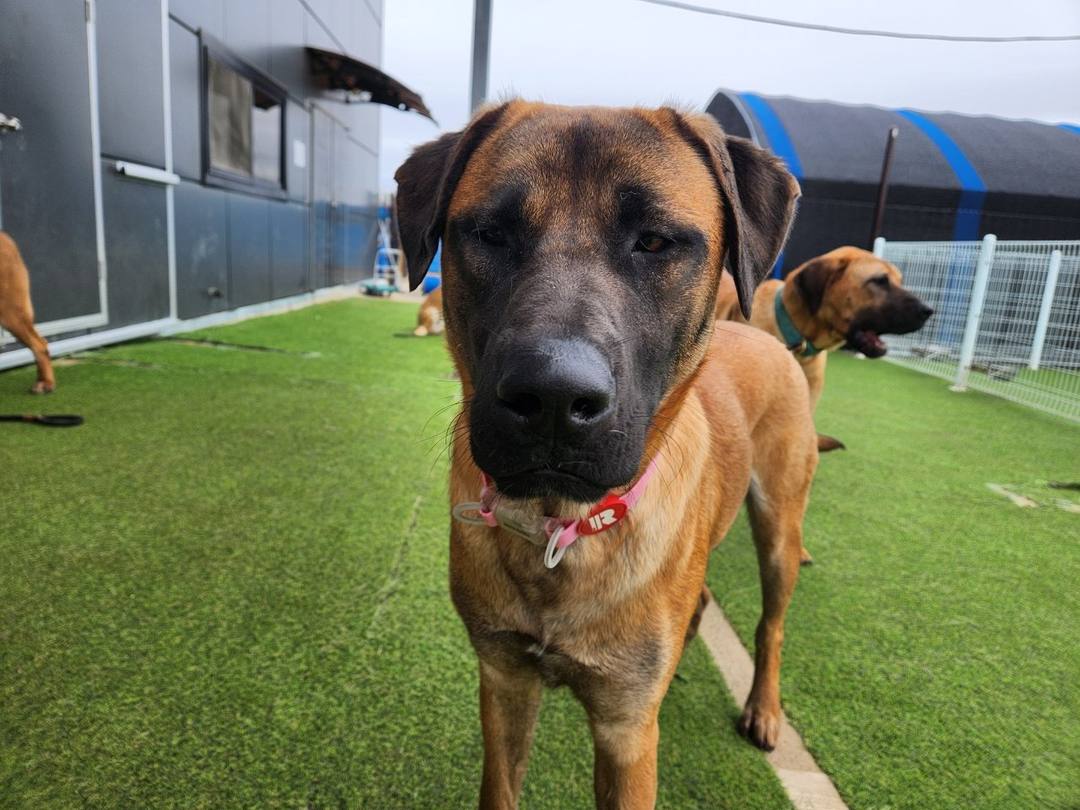 다니엘