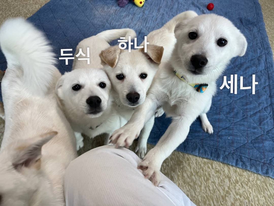 세나