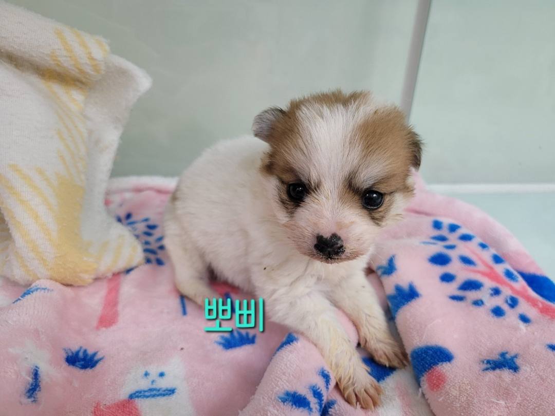 뽀삐