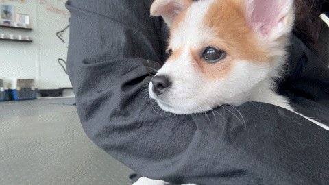 뽀삐