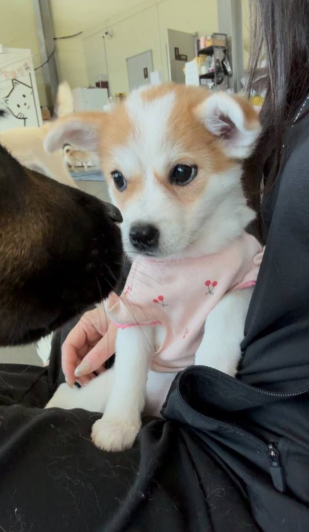 뽀삐
