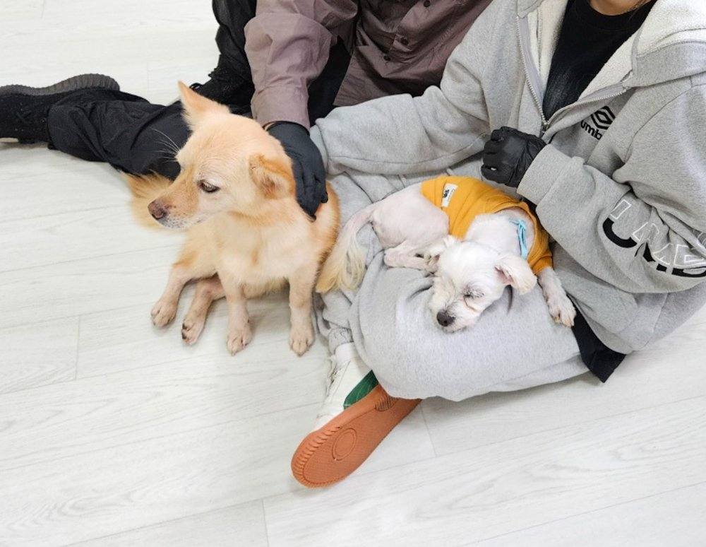 슈만