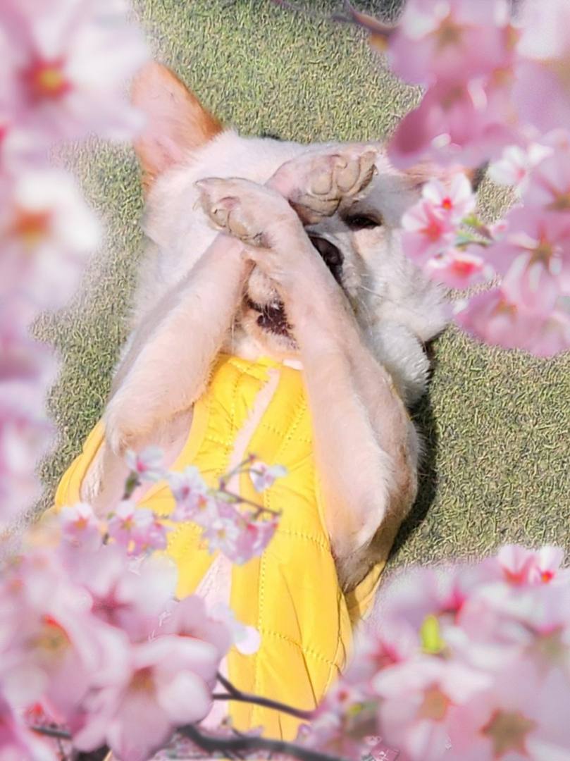 나롱