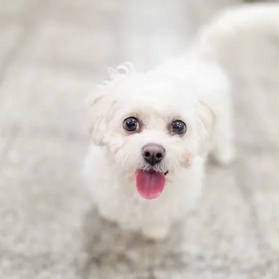 피오나