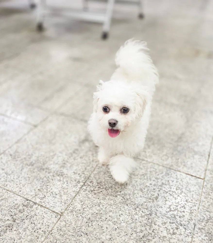 피오나