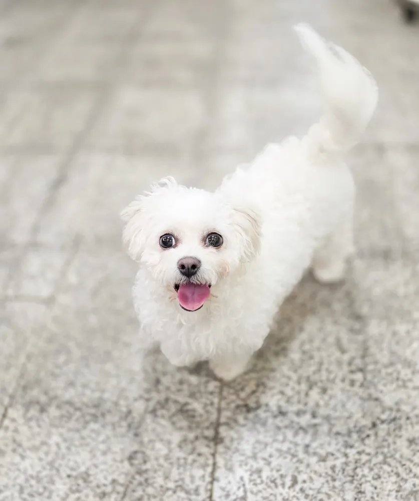 피오나