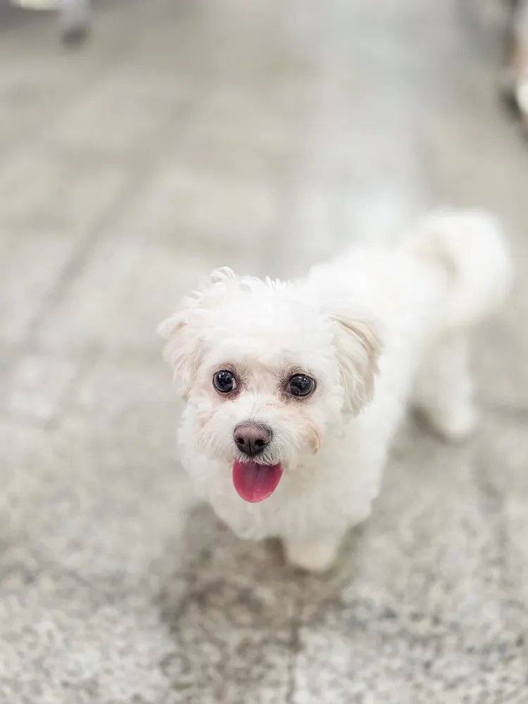 피오나