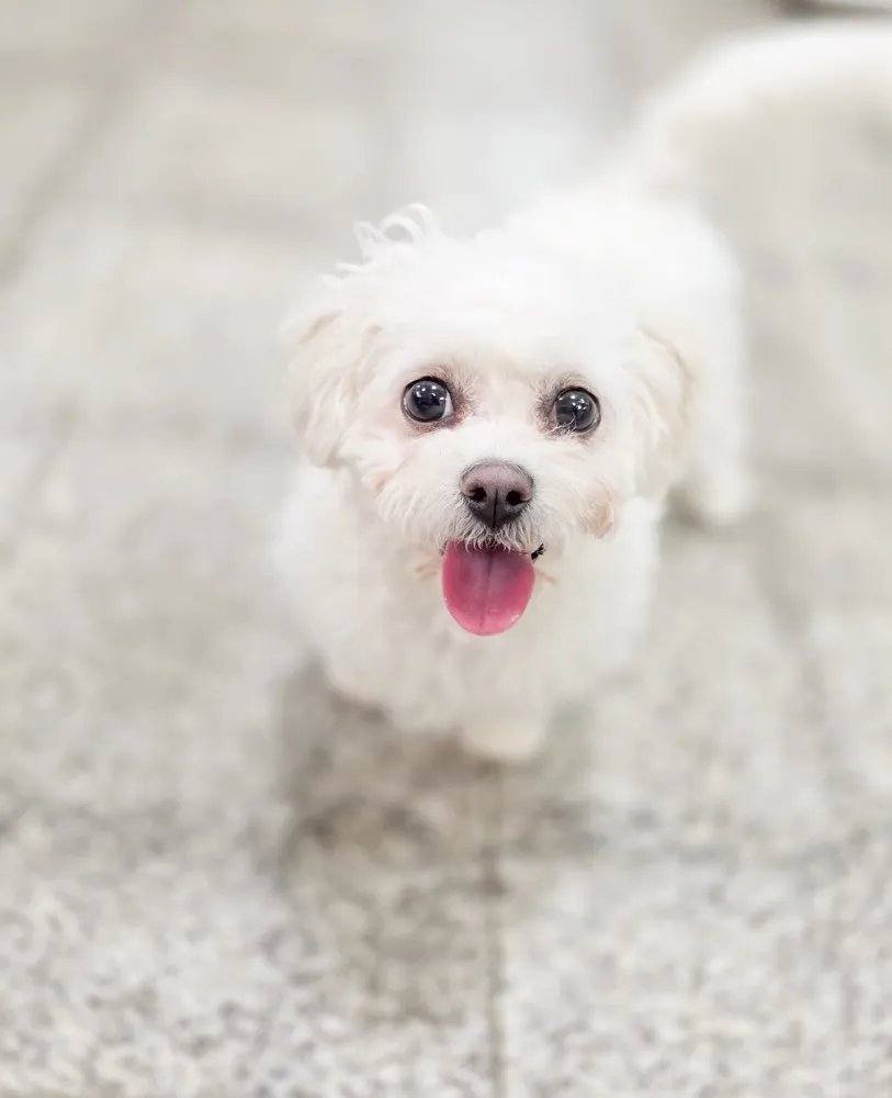 피오나