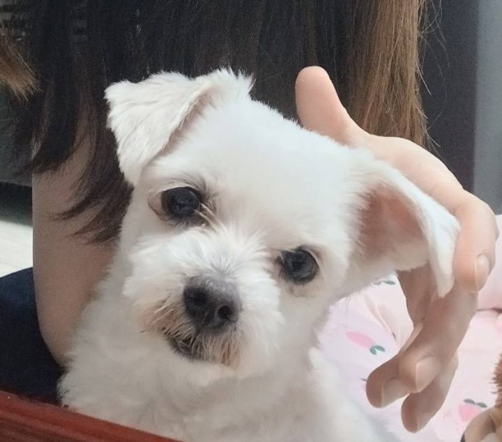 마리