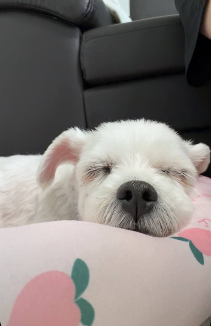 마리