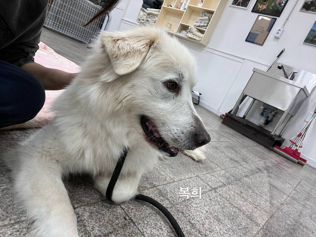 복희