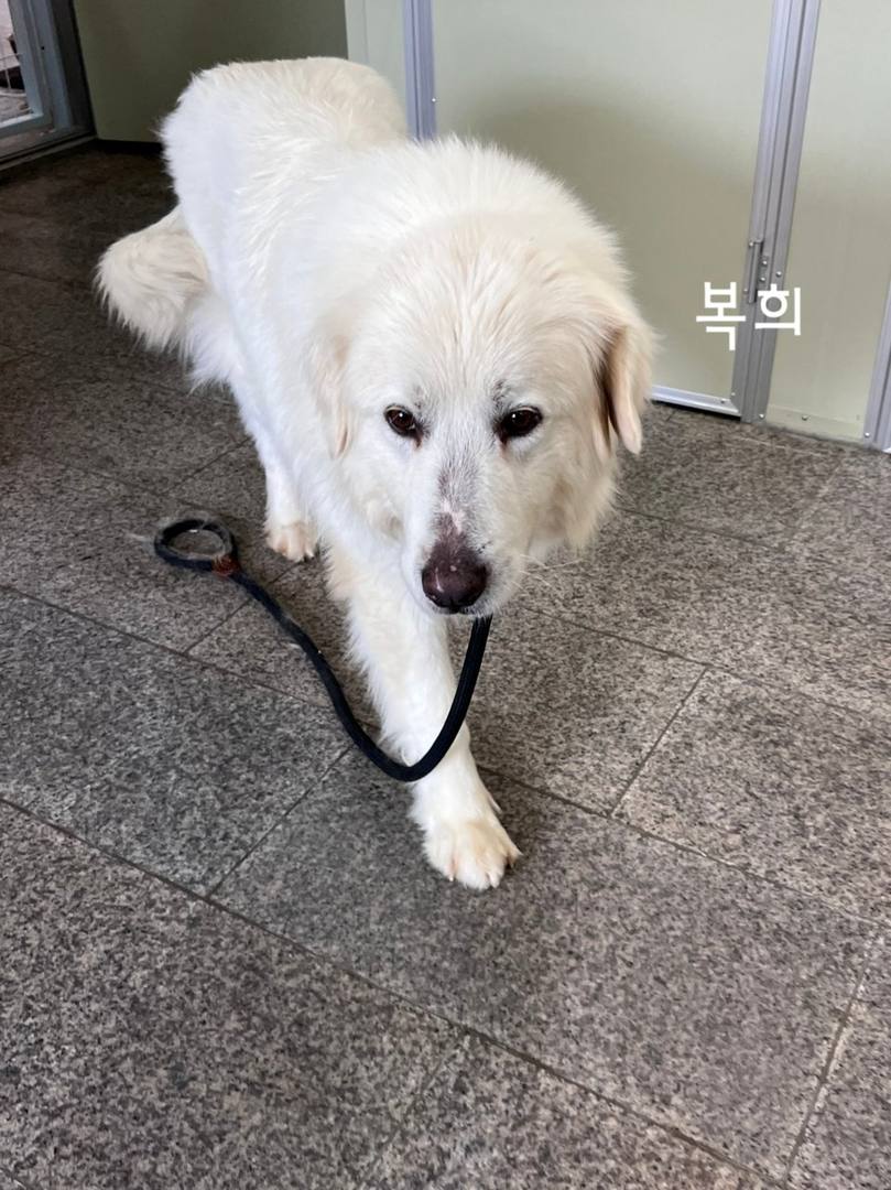 복희