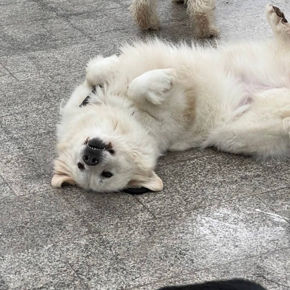 복희