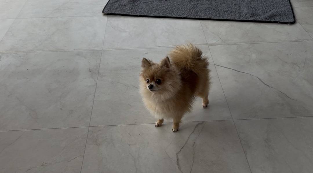 오잉