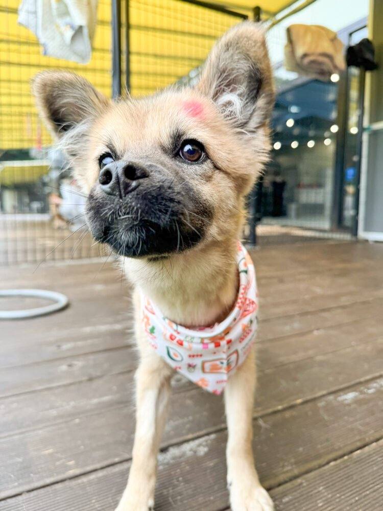 랑이