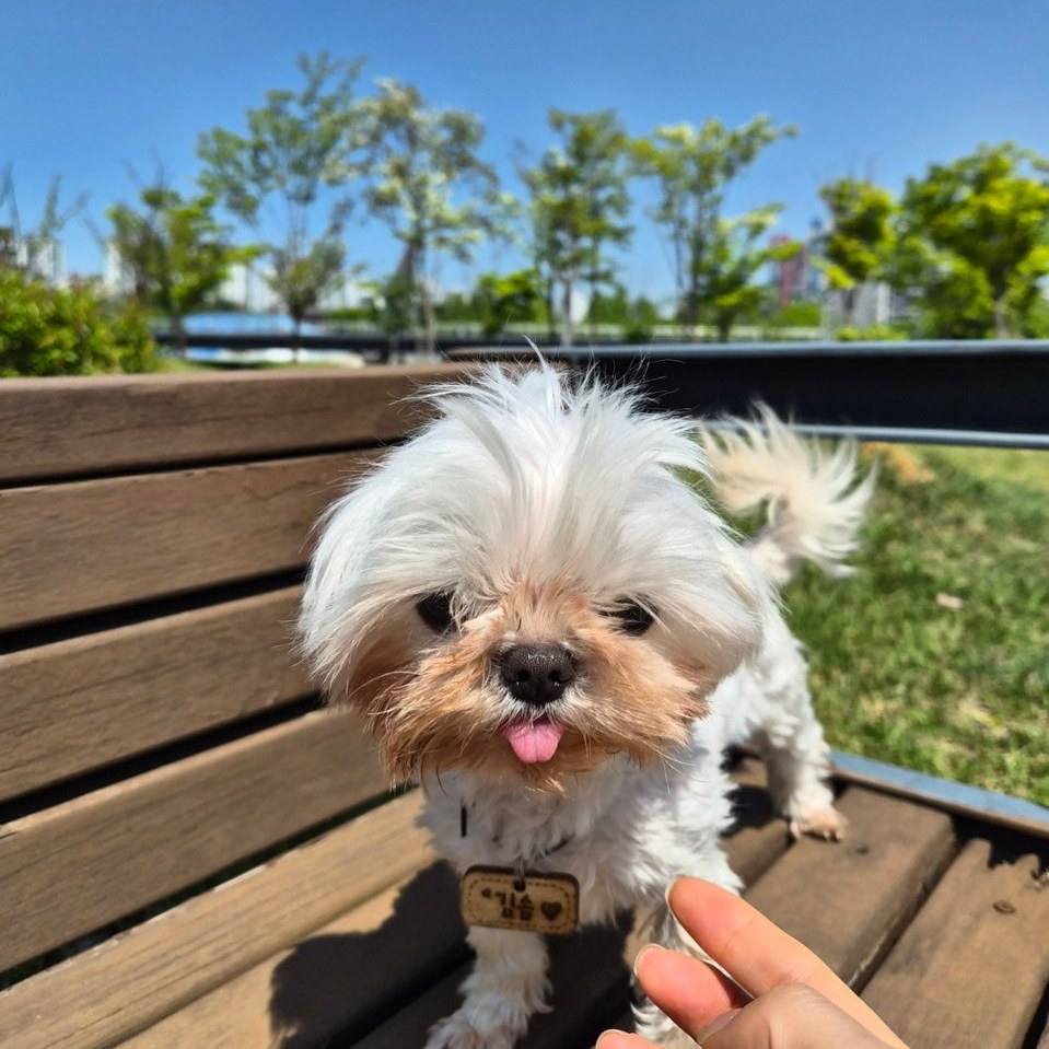 송이