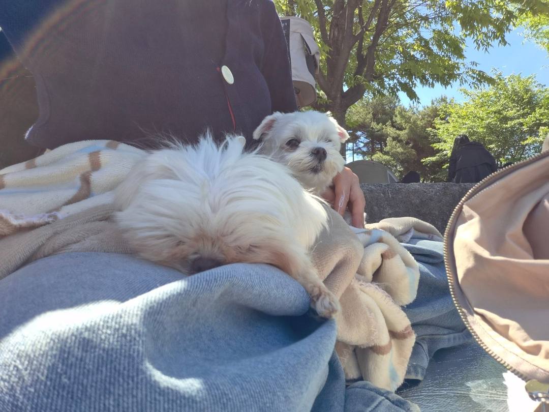 송이