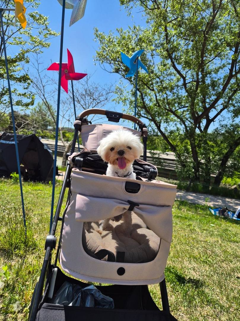 송이