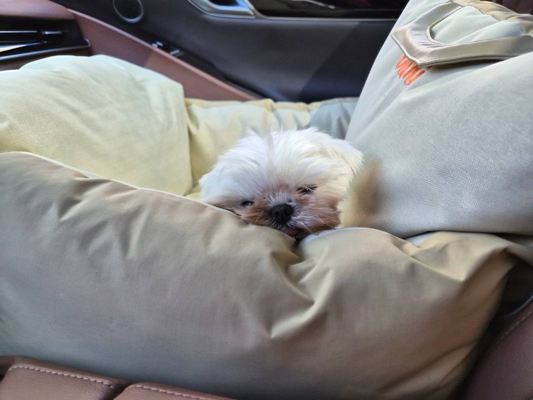 송이