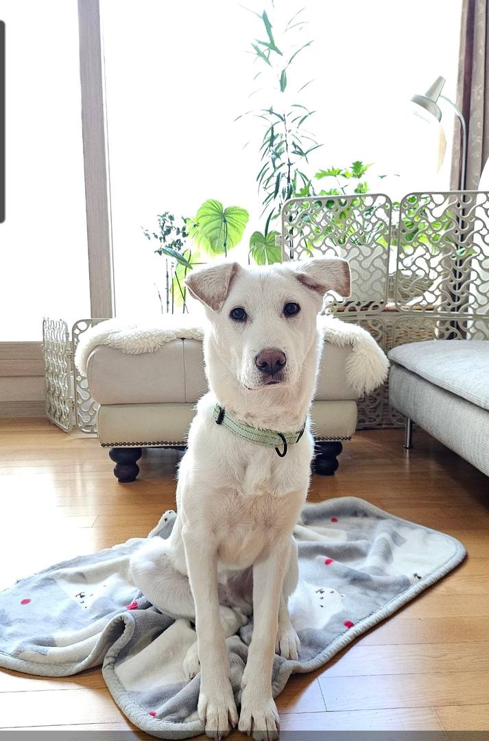 Gangho (Dali Baby)