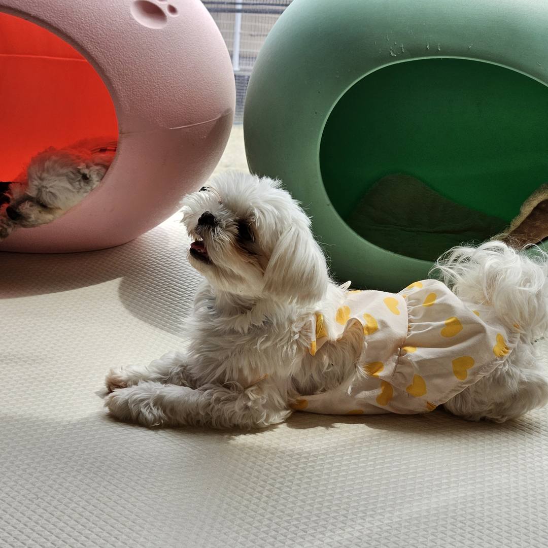 햇살