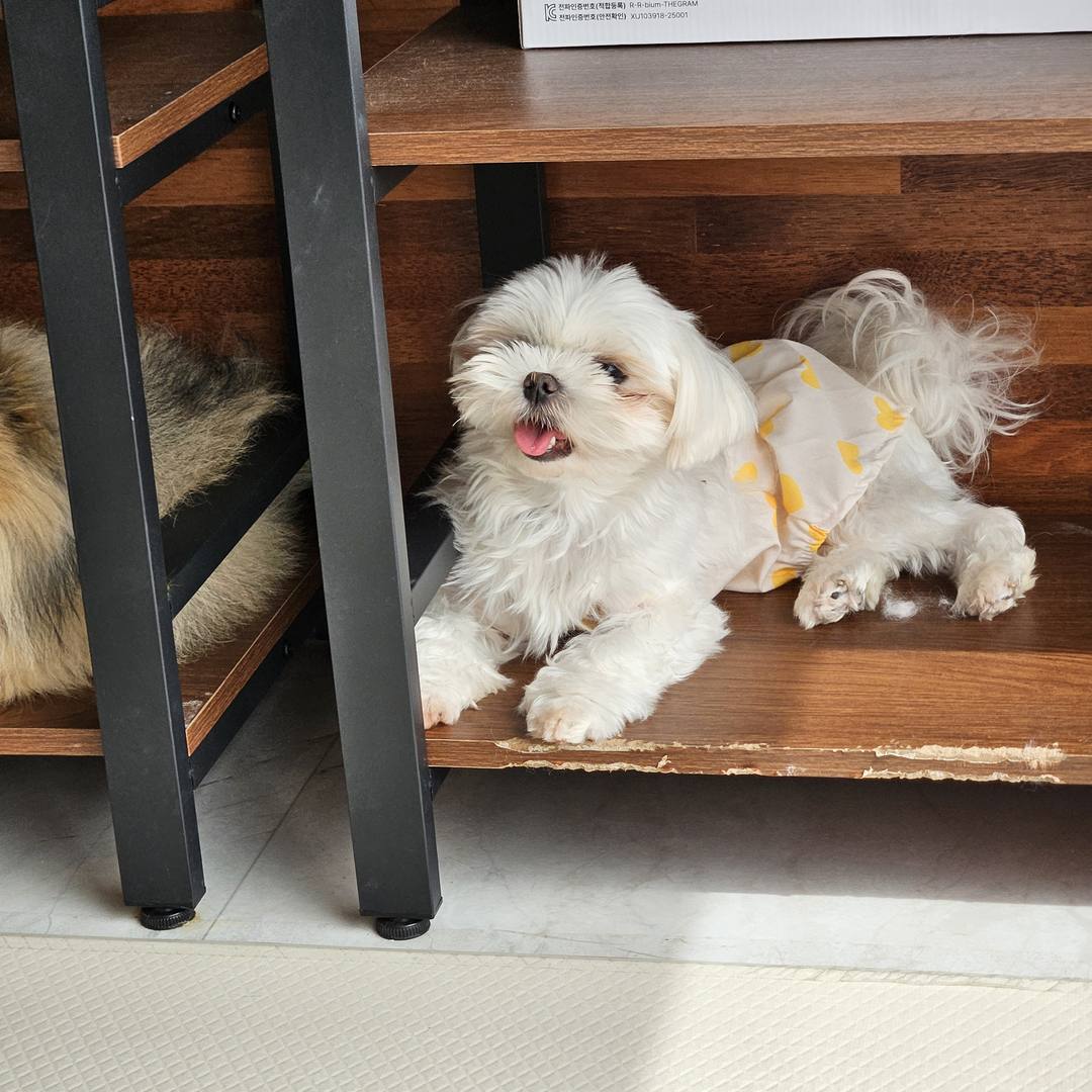 햇살