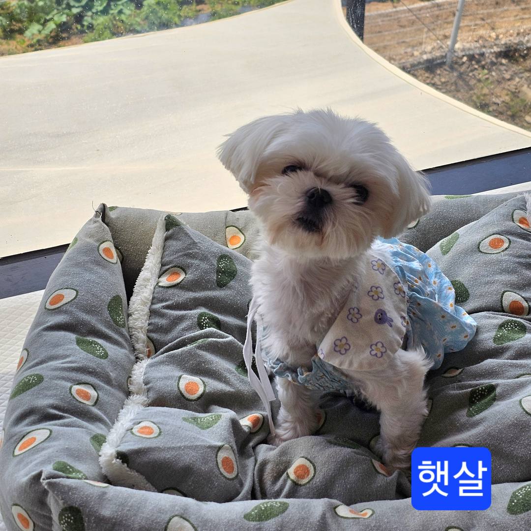 햇살