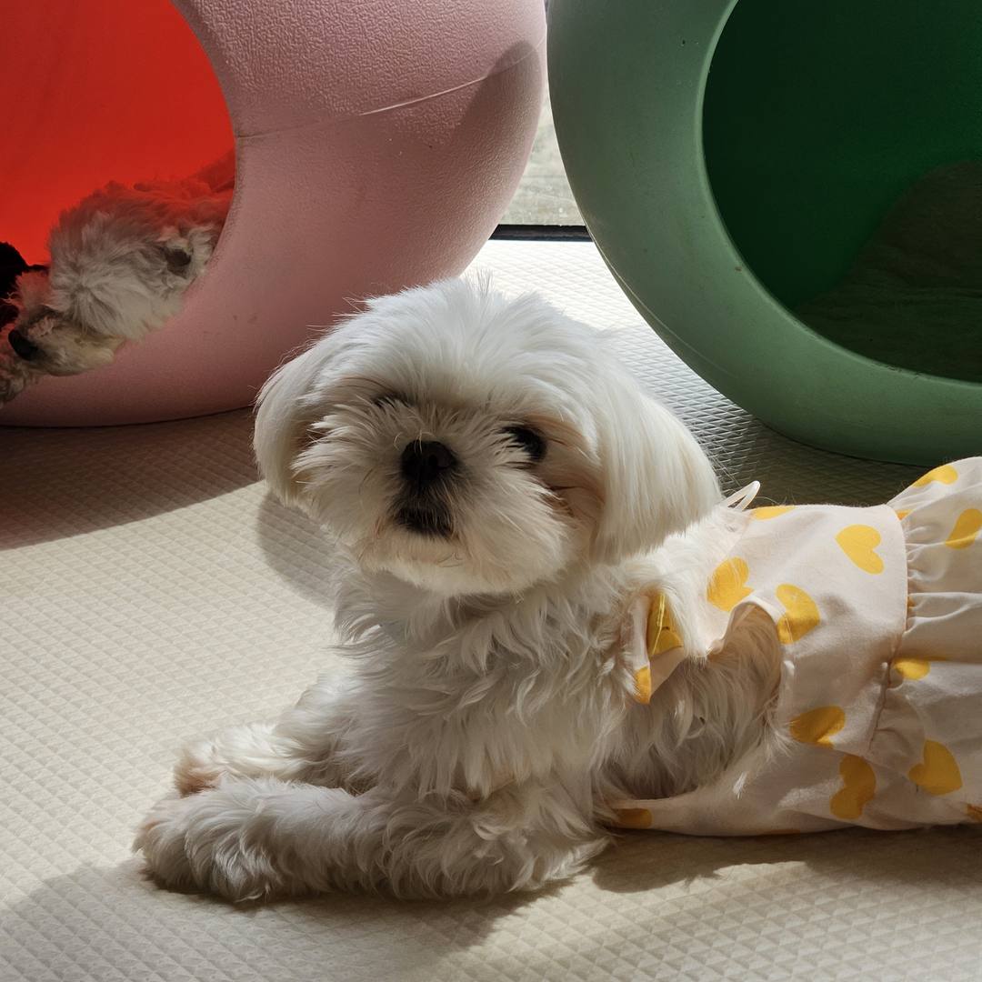 햇살