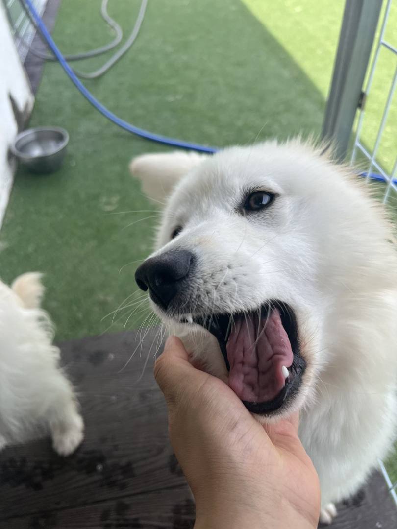 가온이
