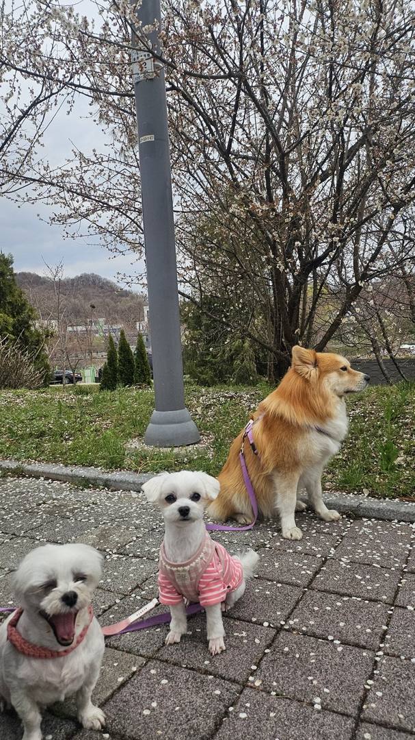 비단
