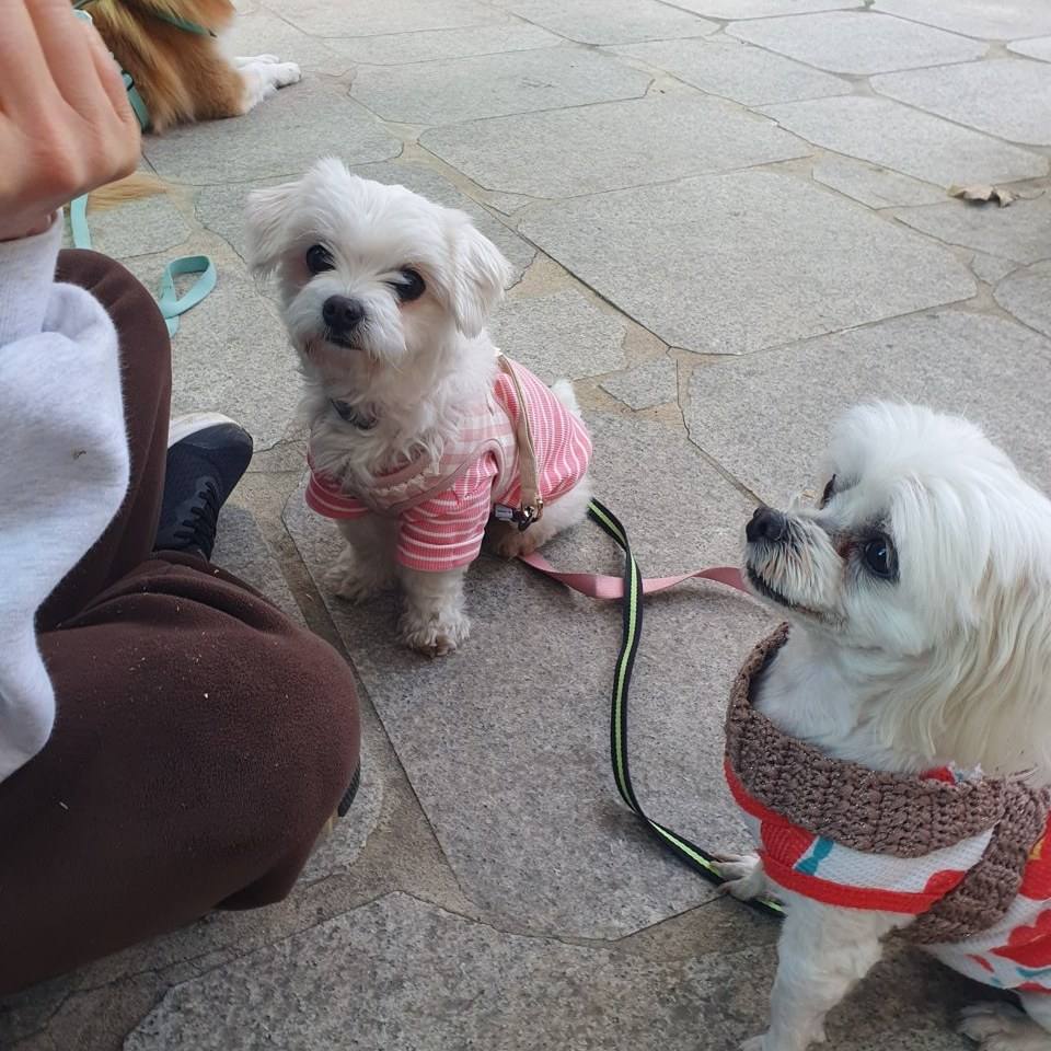 비단