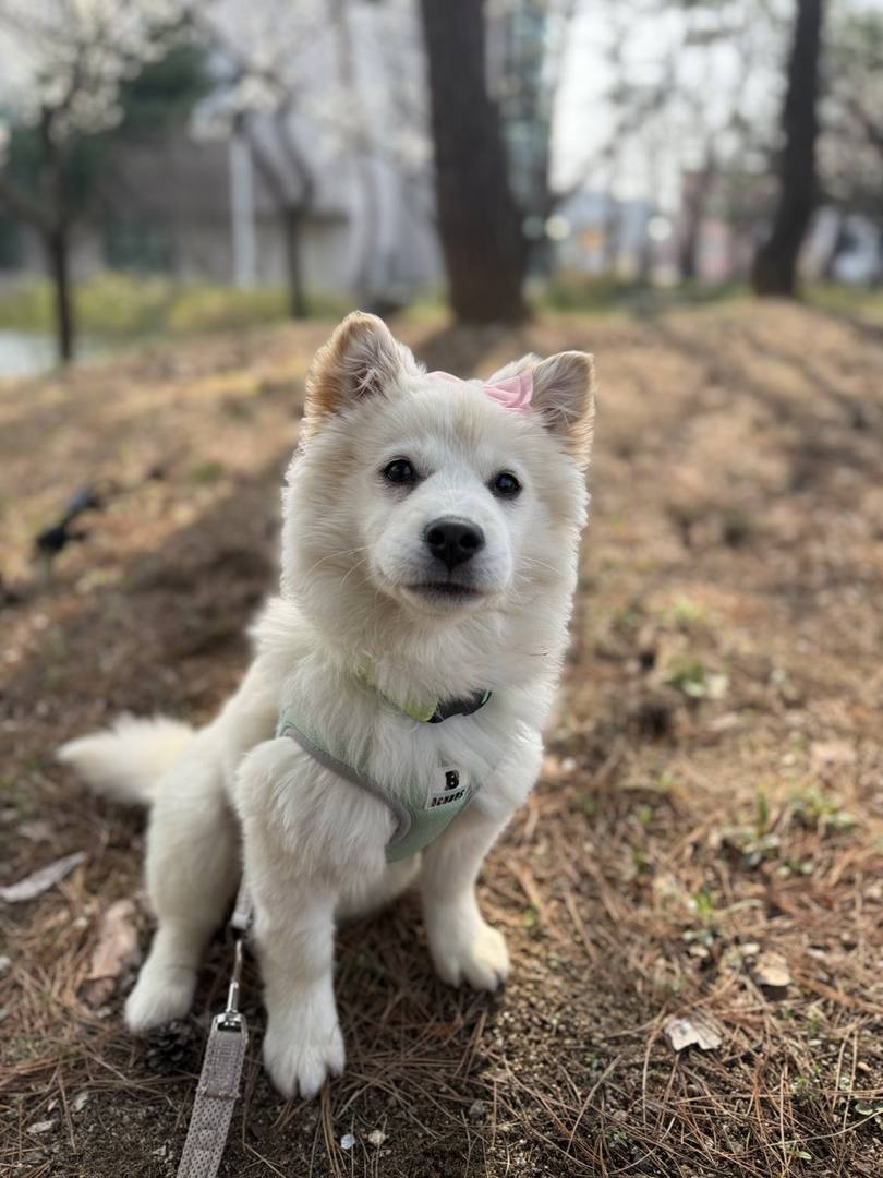 거봉이