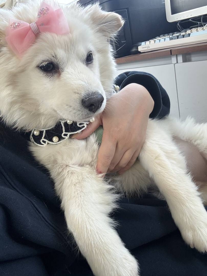 거봉이