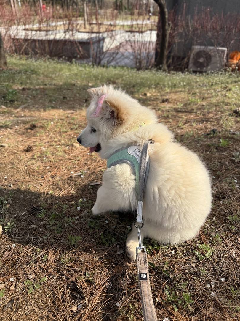 거봉이
