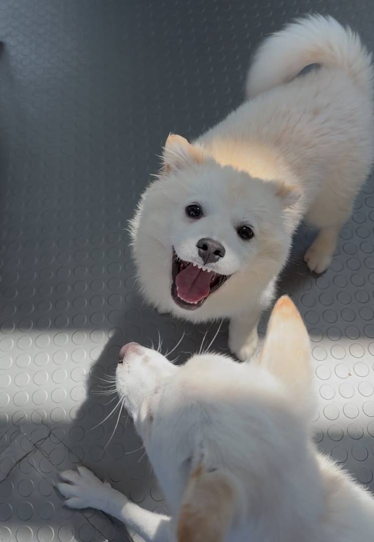 거봉이