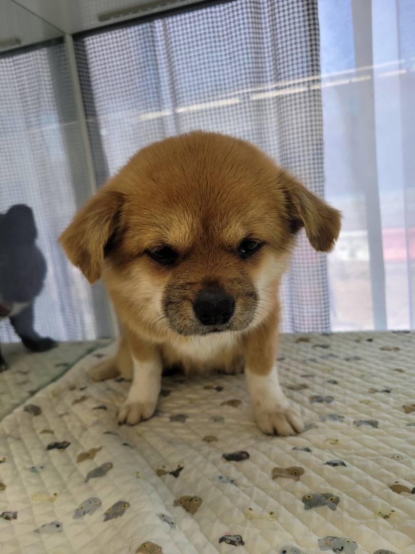 도랑이