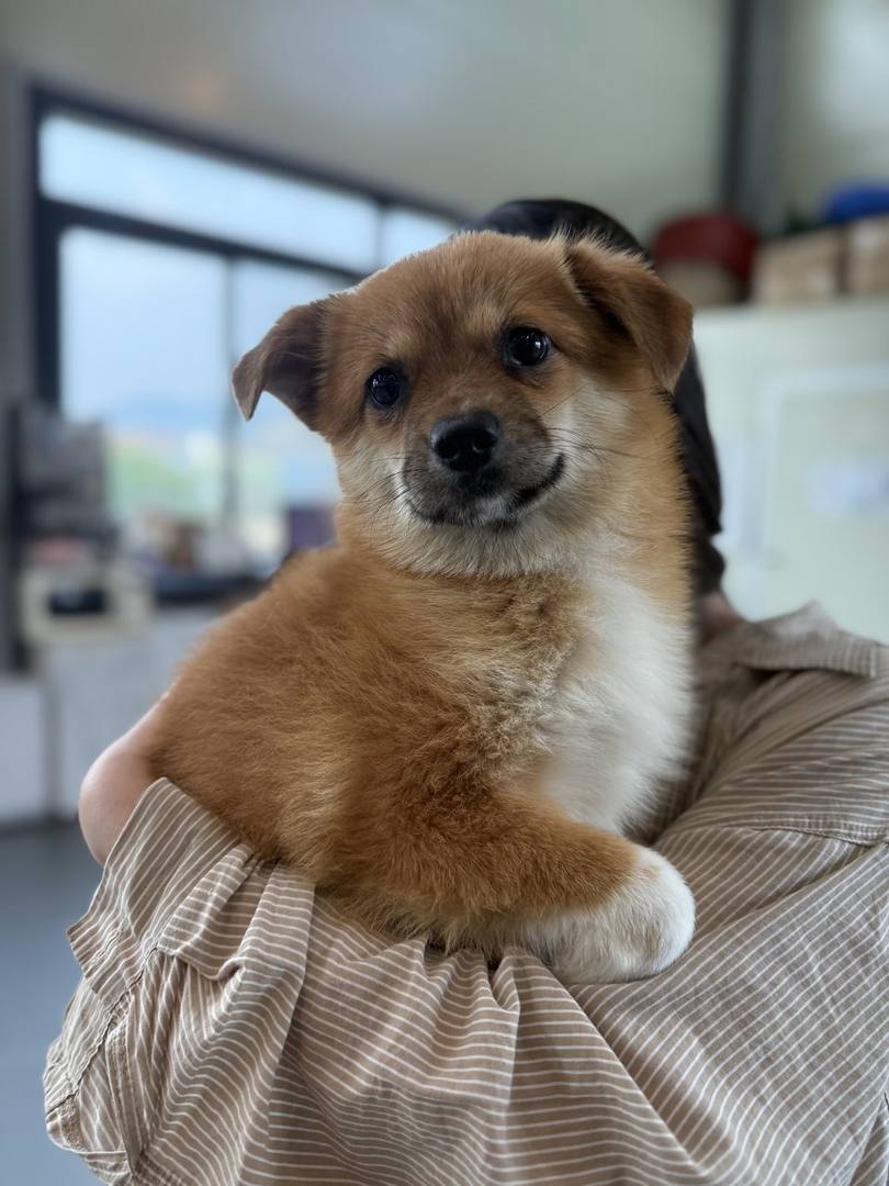 도랑이