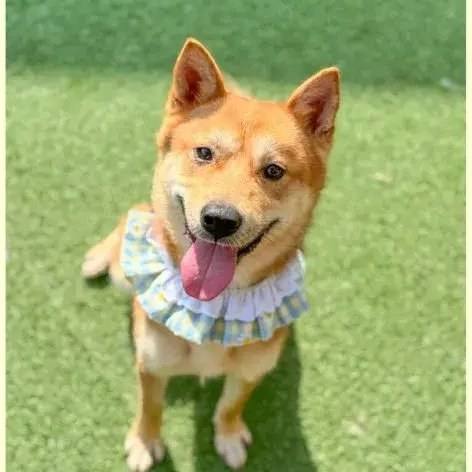 뽀삐